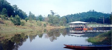 forestry1.jpg (17081 bytes)