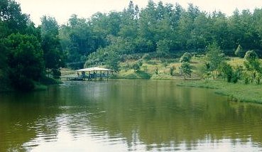forestry2.jpg (24098 bytes)