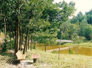 forestry3.jpg (36087 bytes)