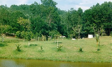 forestry4.jpg (29021 bytes)