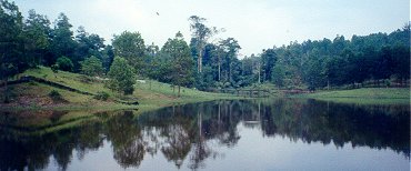 forestry5.jpg (17550 bytes)