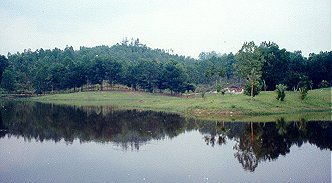 forestry6.jpg (17998 bytes)
