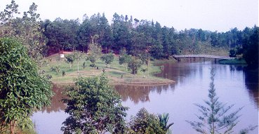 forestry7.jpg (26387 bytes)